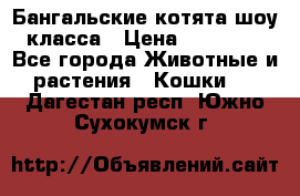 Бангальские котята шоу класса › Цена ­ 25 000 - Все города Животные и растения » Кошки   . Дагестан респ.,Южно-Сухокумск г.